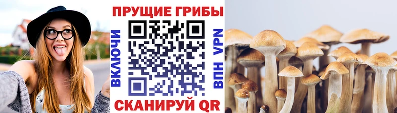 Псилоцибиновые грибы Psilocybe  Хадыженск 